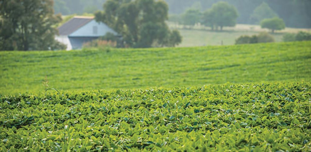 Soybean field