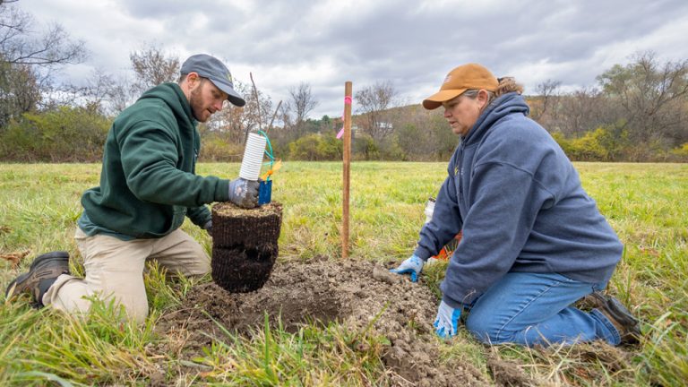 Cornell ash tree planting